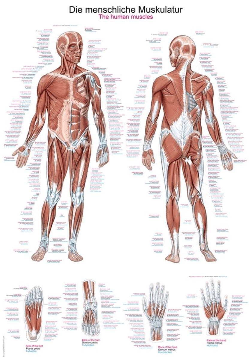 Lehrtafel Human Medizin - Erler - Zimmer